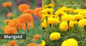 Marigold leo zodiac flower