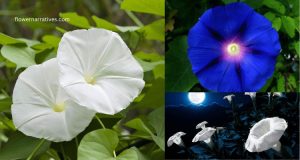 Moonflowers