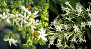 Night Jasmine
