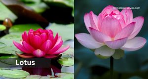 Pisces Zodiac Flower Lotus