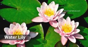 Pisces Zodiac Flower Water Lily