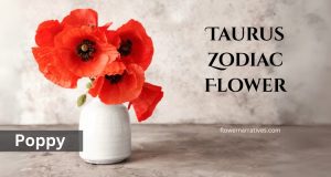 Poppy Taurus zodiac flower