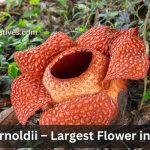 Rafflesia arnoldii