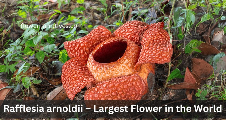 Rafflesia arnoldii