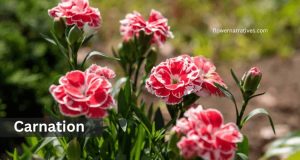 Sagittarius Zodiac Flowers Carnations