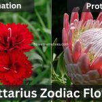Sagittarius Zodiac Flowers Carnation & Protea