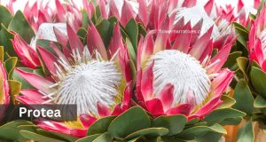 Sagittarius Zodiac Flowers Protea