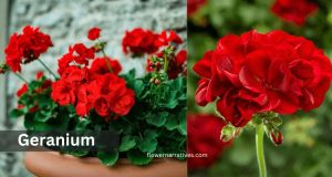 Scorpio Zodiac Flower Geranium