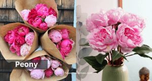 Scorpio Zodiac Flower Peony