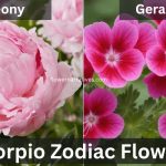 Scorpio Zodiac Flowers Geranium and Peony