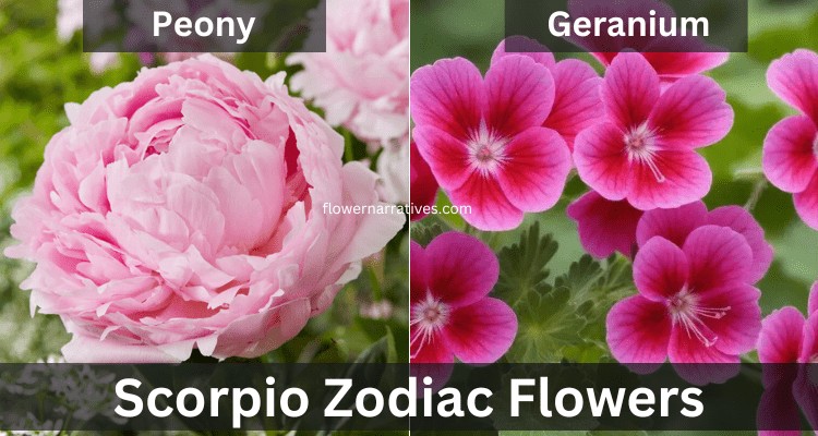 Scorpio Zodiac Flowers Geranium and Peony