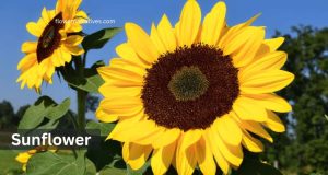 Sunflower leo zodiac flower