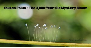 The 3,000 Year Old Mystery Bloom