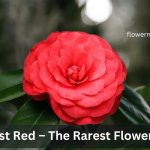 The Middmiddlemist Red – The Rarest Flower on Earth