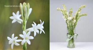 Tuberose