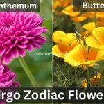 Virgo Zodiac Flowers Chrysanthemum and Buttercups