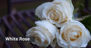 White Rose cancer zodiac flower