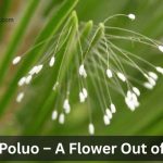 Youtan Poluo