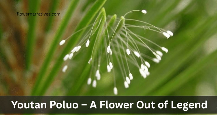 Youtan Poluo