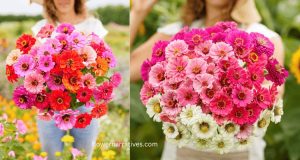 Zinnia flower bouquet