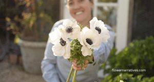 anemone flower