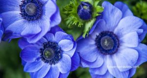 anemone flower meaning