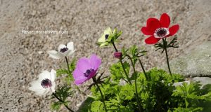 anemone flower symbolism