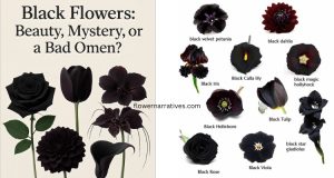 gifting black flower