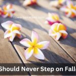 never step on fallen flower