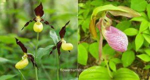 yellow purple lady slipper flowers