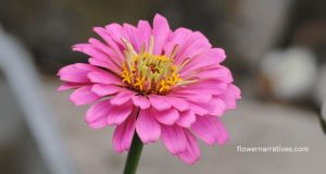 zinnia