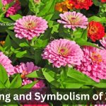 zinnia flower