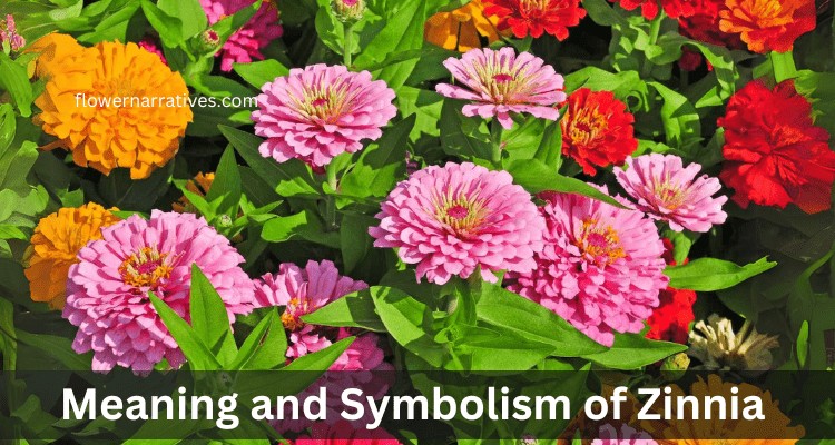zinnia flower