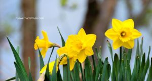 Daffodil flowers