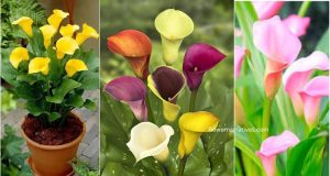 Diferent colors of calla lily
