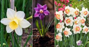 Different Colors of Daffodils