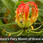 Fire Lily