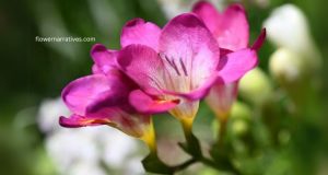 Freesia