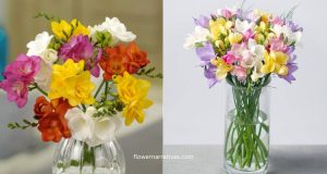 Freesia flower bouquet