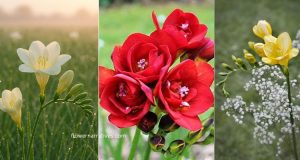 Freesia flower different colors