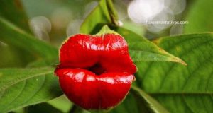 Hooker’s Lips Flower