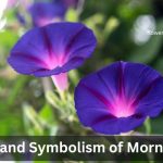 Morning Glory flower