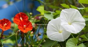 Morning Glory flower different colors