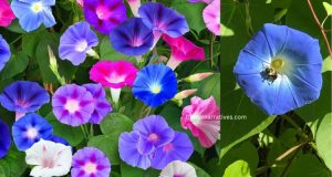 Morning Glory flower meaning