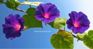 Morning Glory flower symbolism