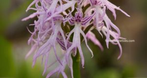 Naked Man Orchid Flower