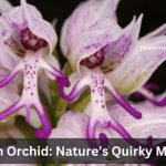 Naked man Orchid