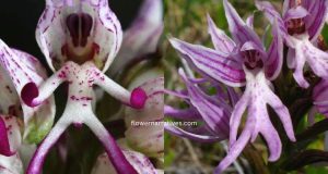 Naked man orchid flower image