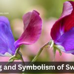 Sweet Pea flower