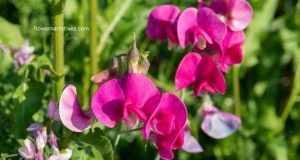 Sweet Pea flower care tips